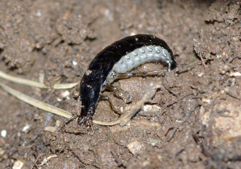 Larva di Carabus sp.